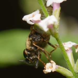 Odontomyia opertanea at Downer, ACT - 15 Dec 2023