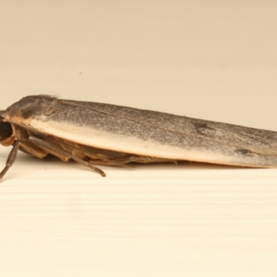 Scoliacma nana (Diminutive Footman) at Ainslie, ACT - 14 Dec 2023 by jb2602