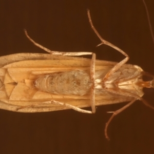 Palaeosia undescribed species at Ainslie, ACT - 14 Dec 2023
