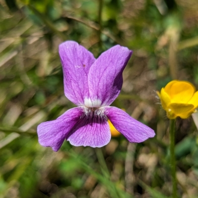 Viola betonicifolia subsp. betonicifolia (Arrow-Leaved Violet) at Rendezvous Creek, ACT - 15 Dec 2023 by HelenCross