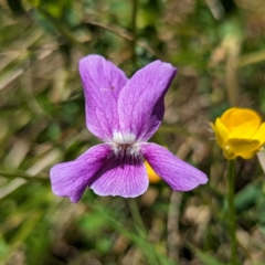 Viola betonicifolia subsp. betonicifolia (Arrow-Leaved Violet) at Namadgi National Park - 15 Dec 2023 by HelenCross