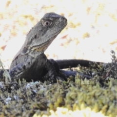 Intellagama lesueurii howittii (Gippsland Water Dragon) at Tidbinbilla Nature Reserve - 15 Dec 2023 by JohnBundock