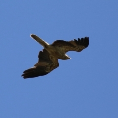 Haliastur sphenurus (Whistling Kite) at Fyshwick, ACT - 15 Dec 2023 by RodDeb