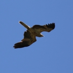 Haliastur sphenurus (Whistling Kite) at Fyshwick, ACT - 14 Dec 2023 by RodDeb