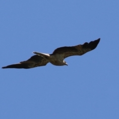 Haliastur sphenurus at Fyshwick, ACT - 15 Dec 2023 10:44 AM