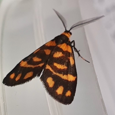 Asura lydia (Lydia Lichen Moth) at Yass River, NSW - 15 Dec 2023 by SenexRugosus