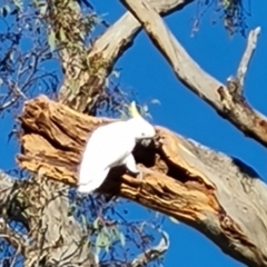 Cacatua galerita (Sulphur-crested Cockatoo) at Mount Mugga Mugga - 15 Dec 2023 by Mike