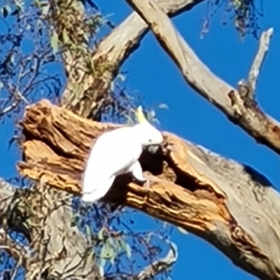 Cacatua galerita (Sulphur-crested Cockatoo) at Mount Mugga Mugga - 14 Dec 2023 by Mike