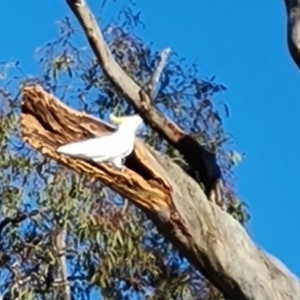 Cacatua galerita at Mount Mugga Mugga - 15 Dec 2023 07:40 AM