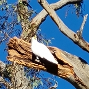 Cacatua galerita at Mount Mugga Mugga - 15 Dec 2023 07:40 AM