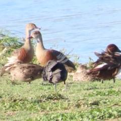 Dendrocygna eytoni (Plumed Whistling-Duck) at Fyshwick, ACT - 15 Dec 2023 by BenW