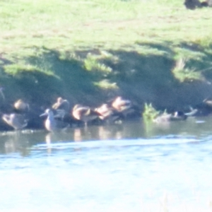 Dendrocygna eytoni at Fyshwick Sewerage Treatment Plant - 15 Dec 2023 05:52 PM