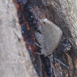 Acrodipsas myrmecophila at suppressed - suppressed