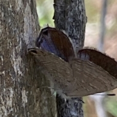 Acrodipsas myrmecophila at suppressed - 14 Dec 2023