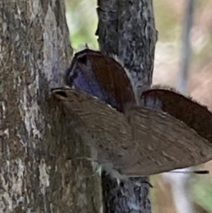 Acrodipsas myrmecophila at suppressed - suppressed