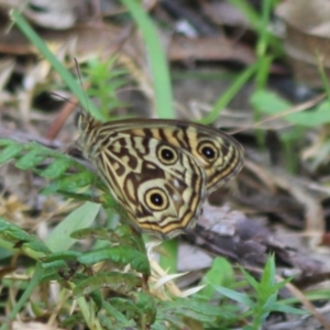 Geitoneura acantha at Monga National Park - 15 Dec 2023