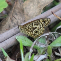 Geitoneura acantha at Monga National Park - 15 Dec 2023