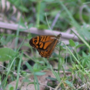 Geitoneura acantha at Monga National Park - 15 Dec 2023