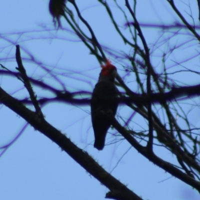 Callocephalon fimbriatum (Gang-gang Cockatoo) at Monga National Park - 15 Dec 2023 by Csteele4