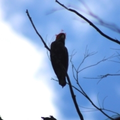 Callocephalon fimbriatum at Monga National Park - suppressed