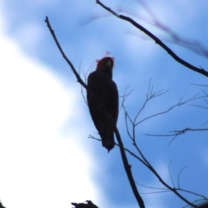 Callocephalon fimbriatum at Monga National Park - 15 Dec 2023