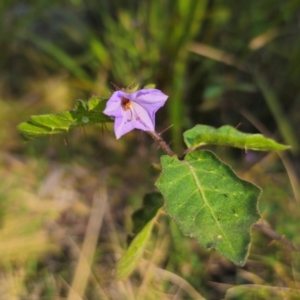 Solanum pungetium at QPRC LGA - 15 Dec 2023