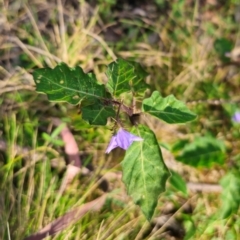 Solanum pungetium at QPRC LGA - 15 Dec 2023 05:40 PM