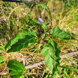 Solanum pungetium at QPRC LGA - 15 Dec 2023