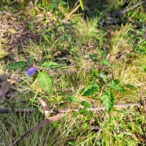 Solanum pungetium at QPRC LGA - 15 Dec 2023 05:40 PM