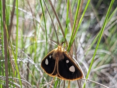 Anthela guenei (Four-Spot Anthelid) at QPRC LGA - 15 Dec 2023 by Csteele4