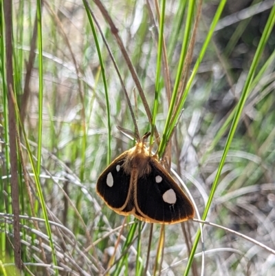 Anthela guenei (Four-Spot Anthelid) at Captains Flat, NSW - 15 Dec 2023 by Csteele4