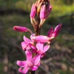 Dipodium roseum (Rosy Hyacinth Orchid) at QPRC LGA - 15 Dec 2023 by Csteele4