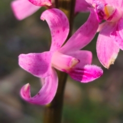 Dipodium roseum at QPRC LGA - suppressed