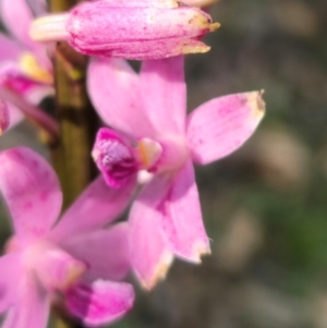 Dipodium roseum at QPRC LGA - suppressed