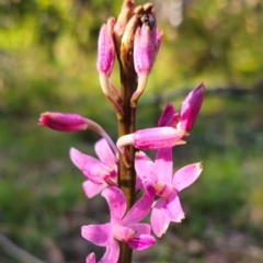 Dipodium roseum at QPRC LGA - suppressed