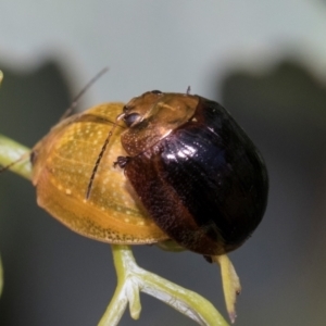 Paropsisterna cloelia at Fraser, ACT - 14 Feb 2023