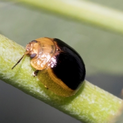 Paropsisterna cloelia (Eucalyptus variegated beetle) at Fraser, ACT - 14 Feb 2023 by AlisonMilton