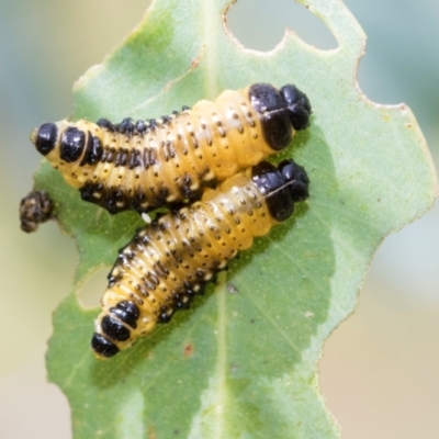 Paropsis atomaria (Eucalyptus leaf beetle) at Kuringa Woodlands - 14 Feb 2023 by AlisonMilton