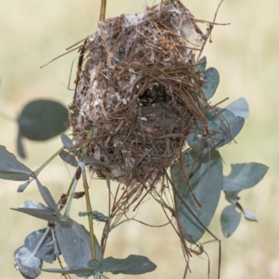 Unverified Small (Robin, Finch, Thornbill etc) by AlisonMilton