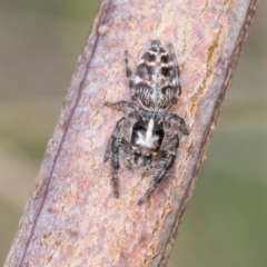 Opisthoncus sexmaculatus (Six-marked jumping spider) at Fraser, ACT - 14 Feb 2023 by AlisonMilton