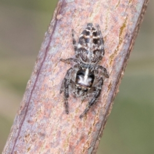 Opisthoncus sexmaculatus at Kuringa Woodlands - 14 Feb 2023