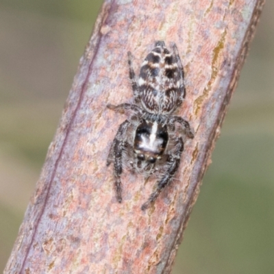 Opisthoncus sexmaculatus (Six-marked jumping spider) at Fraser, ACT - 14 Feb 2023 by AlisonMilton