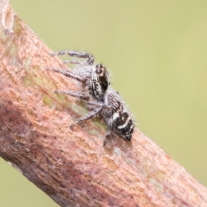 Opisthoncus sexmaculatus at Kuringa Woodlands - 14 Feb 2023