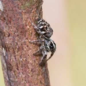 Opisthoncus sexmaculatus at Kuringa Woodlands - 14 Feb 2023