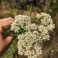 Cassinia longifolia (Shiny Cassinia, Cauliflower Bush) at Albury - 15 Dec 2023 by Darcy