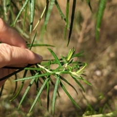 Cassinia longifolia at Eastern Hill Reserve - 15 Dec 2023