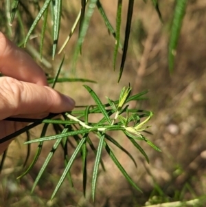 Cassinia longifolia at Eastern Hill Reserve - 15 Dec 2023