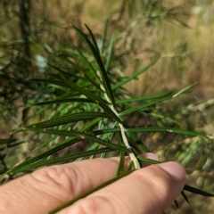 Cassinia longifolia at Eastern Hill Reserve - 15 Dec 2023
