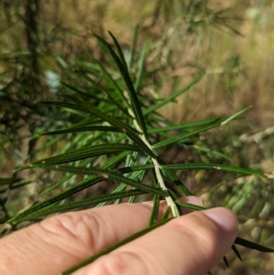 Cassinia longifolia at Eastern Hill Reserve - 15 Dec 2023