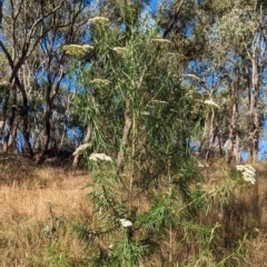 Cassinia longifolia at Eastern Hill Reserve - 15 Dec 2023 06:06 PM